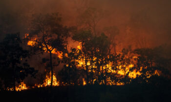 Forest fire is burning primarily as a surface fire, spreading al